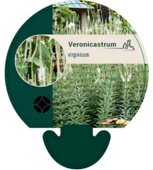 Virginian tähkäveronika